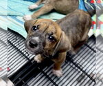 Small #2 Mutt