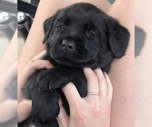 Labrador Retriever Puppy for sale in GALENA, IL, USA