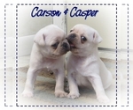 Small Photo #5 Pug Puppy For Sale in ELVERSON, PA, USA