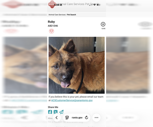 Chow Chow Dogs for adoption in San Antonio, TX, USA