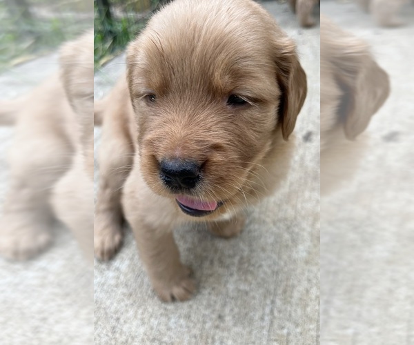 Medium Photo #1 Golden Retriever Puppy For Sale in COSHOCTON, OH, USA