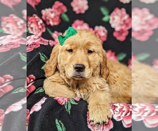 Medium Photo #3 Golden Retriever Puppy For Sale in DELTA, PA, USA
