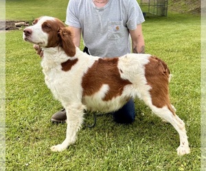 Boykin Spaniel-Brittany Mix Puppy for sale in HARDINSBURG, KY, USA