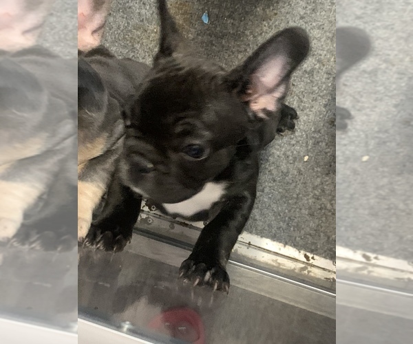 Medium Photo #1 French Bulldog Puppy For Sale in OKLAHOMA CITY, OK, USA