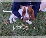 Puppy Brick Basset Hound