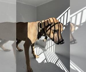 Rhodesian Ridgeback Dogs for adoption in Houston, TX, USA