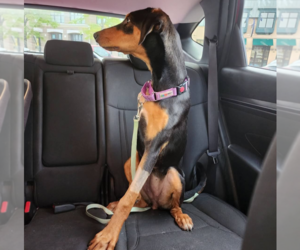 Penny - Female Doberman Pinscher Dog for Adoption - Photo #8