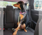 Small Photo #8 Doberman Pinscher Puppy For Sale in Buffalo, MN, USA