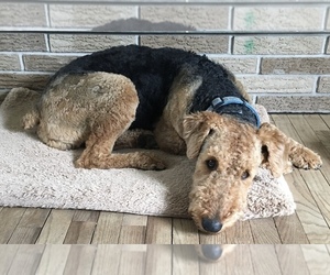 Father of the Airedale Terrier puppies born on 05/23/2021