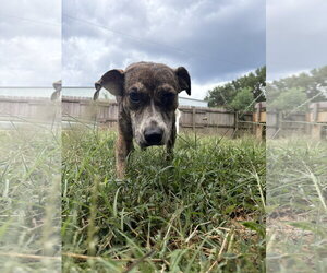 Lando - Male Mountain Cur-Plott Hound Mix Dog for Adoption - Photo #3