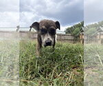 Small Photo #3 Mountain Cur-Plott Hound Mix Puppy For Sale in Jackson, MS, USA