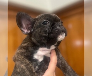 French Bulldog Puppy for sale in IRVINE, CA, USA