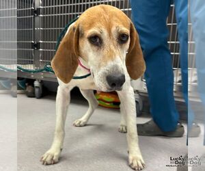 Mutt Dogs for adoption in Washington, DC, USA