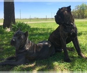 Mother of the Cane Corso puppies born on 02/27/2019