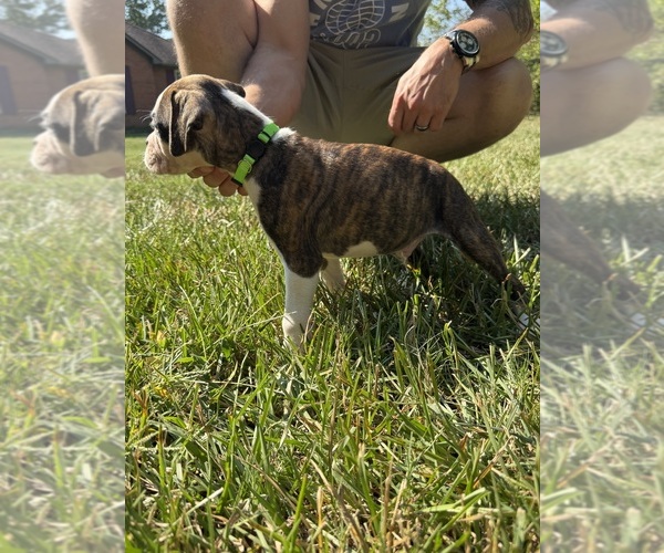 Medium Photo #1 Boxer Puppy For Sale in SCOBEY, MS, USA