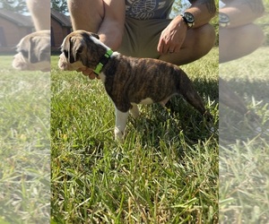 Medium Boxer