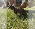 Puppy Lime Green Boxer