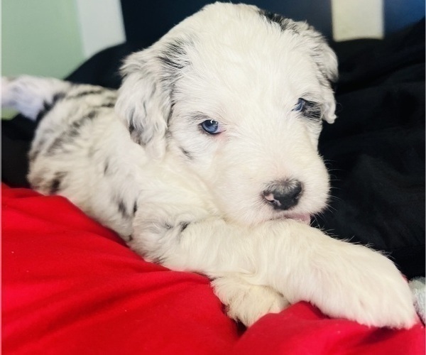 Medium Photo #1 Sheepadoodle Puppy For Sale in HUNTINGTON BEACH, CA, USA