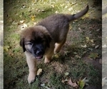 Small Photo #2 Leonberger-Saint Bernard Mix Puppy For Sale in BATH, NY, USA