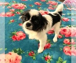 Small #4 Shorkie Tzu
