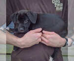 Small Photo #2 Border Collie-Unknown Mix Puppy For Sale in Huntley, IL, USA