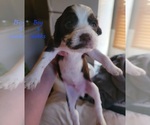 Small Photo #8 English Springer Spaniel Puppy For Sale in MARLOW, OK, USA