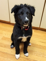 Border Collie Puppy for sale in Centennial, CO, USA