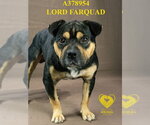 Small #1 Rottweiler