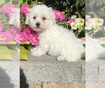 Small #3 Coton de Tulear