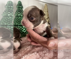Boston Terrier Puppy for sale in CHARLOTTESVILLE, VA, USA