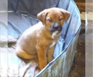 St. Weiler Puppy for sale in DETROIT, MI, USA