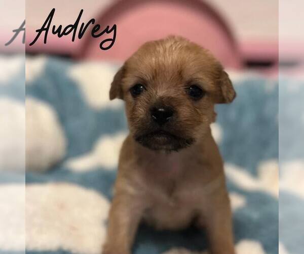 Medium Photo #1 Mutt Puppy For Sale in Newfield, NJ, USA