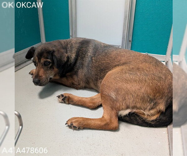 Medium Photo #1 German Shepherd Dog-Unknown Mix Puppy For Sale in Oklahoma City, OK, USA