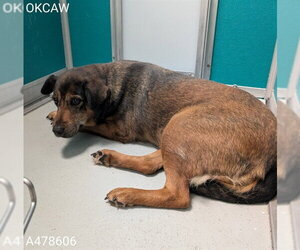 German Shepherd Dog-Unknown Mix Dogs for adoption in Oklahoma City, OK, USA