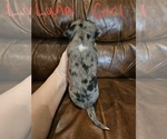 Small Photo #3 Chizer Puppy For Sale in MONTEZUMA, GA, USA