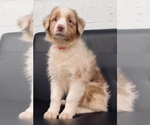 Small Photo #2 Australian Shepherd Puppy For Sale in CINCINNATI, OH, USA