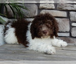 Small #3 Miniature Labradoodle