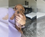 Small #3 Dachshund