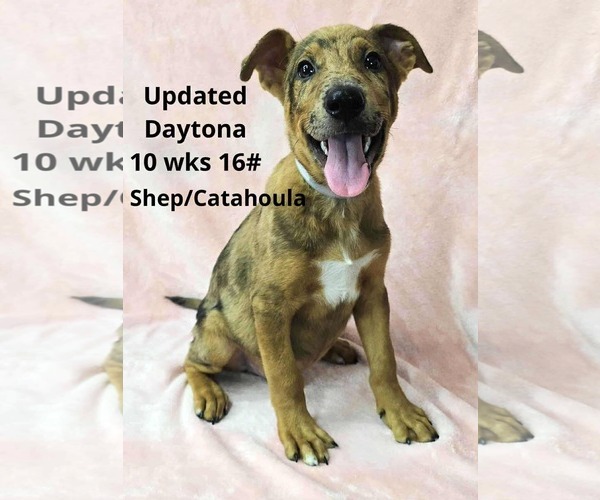Medium Photo #5 Catahoula Leopard Dog-Unknown Mix Puppy For Sale in pomfret, CT, USA