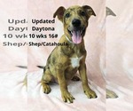 Small #4 Catahoula Leopard Dog Mix