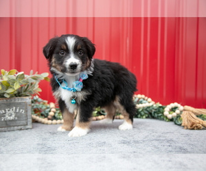 Medium Miniature Australian Shepherd