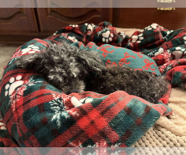 Medium Photo #20 Shih Tzu-Unknown Mix Puppy For Sale in Boonton, NJ, USA