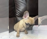Small Photo #5 French Bulldog Puppy For Sale in CHESAPEAKE, VA, USA