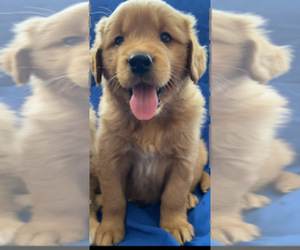 Golden Retriever Puppy for sale in SANTA ANA, CA, USA