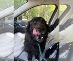 Small #6 Border Collie Mix