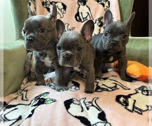 French Bulldog Puppy for Sale in CHARLOTTE, North Carolina USA