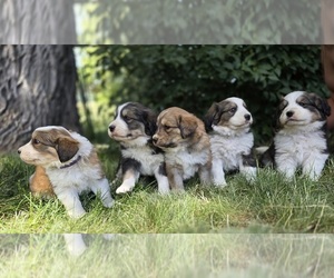 Great Bernese Puppy for sale in ELGIN, OR, USA