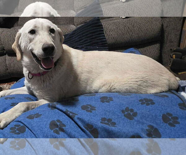 Medium Photo #5 Labrador Retriever-Unknown Mix Puppy For Sale in Minneapolis, MN, USA