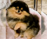 Small Photo #1 Pomeranian Puppy For Sale in ROANOKE, VA, USA