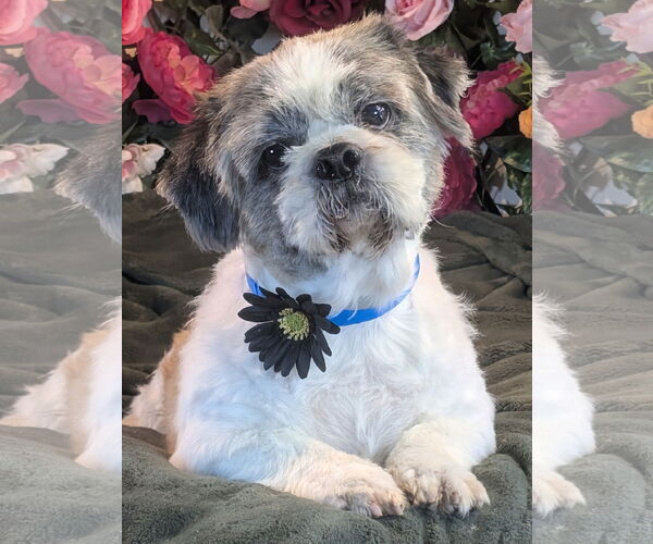 Medium Photo #4 Shih Tzu Puppy For Sale in Bon Carbo, CO, USA